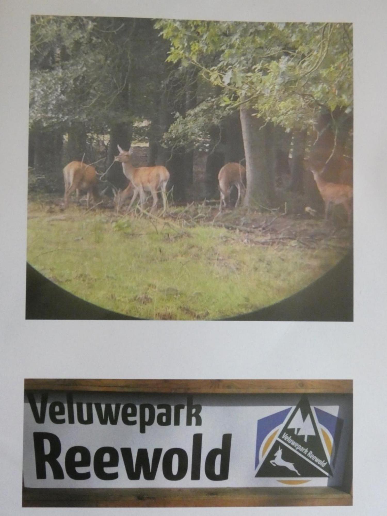 Veluwepark Reewold #Chalet Buizerd# Tussen Het Bosrijke Putten En Garderen المظهر الخارجي الصورة
